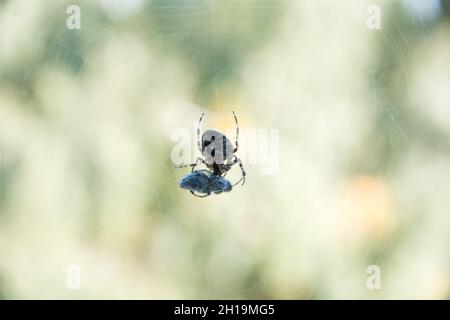 Araneus quadratus ragno e vespa catturati nella rete del ragno in Polonia. © Wojciech Strozyk / Alamy Stock Photo Foto Stock