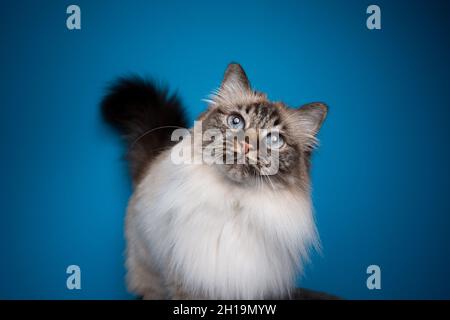 bello sigillo tabby point birman gatto testa inclinabile ritratto su sfondo blu con spazio copia Foto Stock