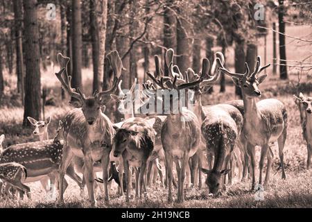 dam cervi nel prato. interessante e molto descrittivo Foto Stock