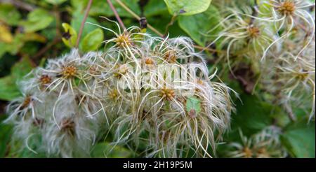 Primo piano di teste di semi di fiori di verginbbower asiatico (Clematis terniflora) Foto Stock