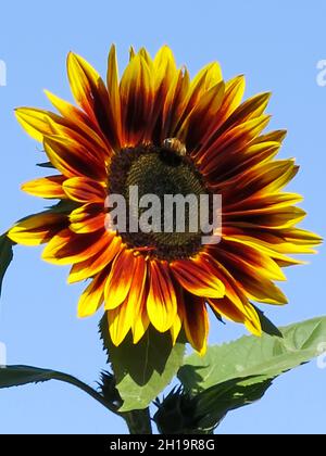 Un girasole singolo Foto Stock