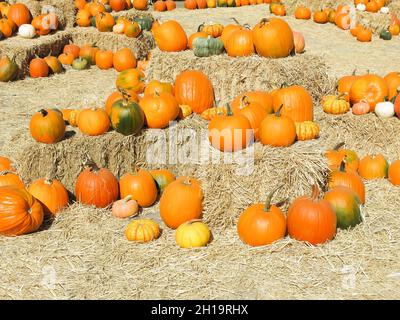 Zucche in mostra in Patch di zucca Foto Stock