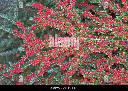 dh Cotoneaster horizontaltalis FLORA UK arbusto di bacche rosse autunno bush bacche Foto Stock