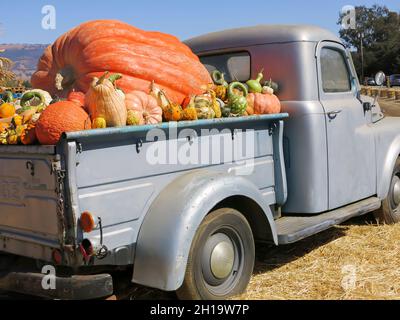 Zucche in mostra in camion a Pumpkin Patch Foto Stock