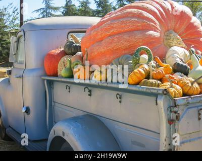 Zucche in mostra in camion a Pumpkin Patch Foto Stock