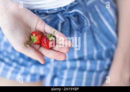 Donna che tiene in mano fragole da giardino coltivate in casa in estate Foto Stock