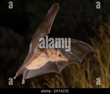 Bat, Marana, vicino a Tucson, Arizona. Foto Stock