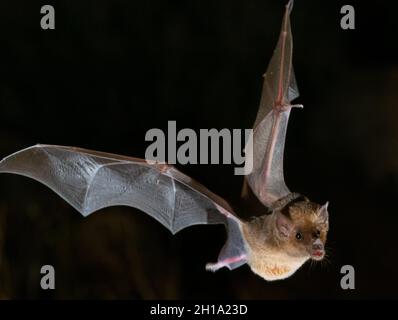 Bat, Marana, vicino a Tucson, Arizona. Foto Stock