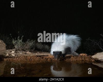 Hooded Skunk, Marana, vicino a Tucson, Arizona. Foto Stock