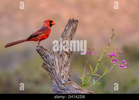 Il Cardinale settentrionale, Marana, nei pressi di Tucson, Arizona. Foto Stock