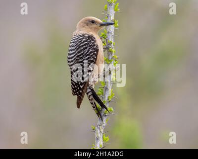 Gila Woodpecker, Marana, vicino a Tucson, Arizona. Foto Stock