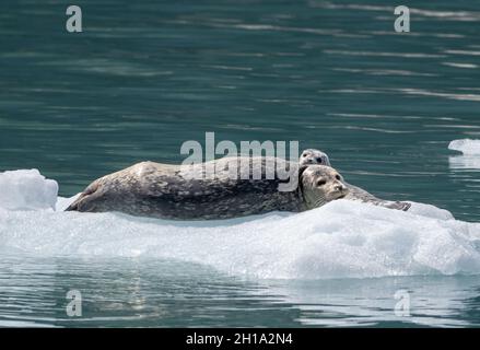 Le foche del porto di fronte al ghiacciaio Northwestern nel fiordo Northwestern, il Kenai Fjords National Park, vicino a Seward, Alaska. Foto Stock