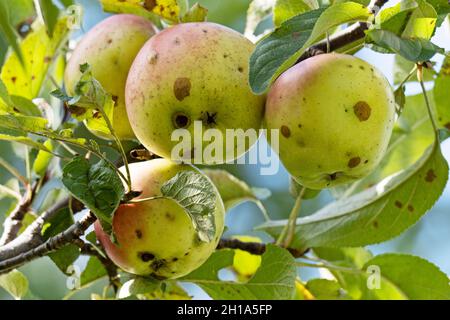 Scab di mele (Venturia inaequalis), malattia da scab di mele Foto Stock