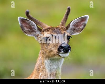 Sitka cervi dalla coda nera (Odocoileus hemionus sitkensis) presso l'area di osservazione degli orsi di Pack Creek, Tongass National Forest, Alaska. Foto Stock