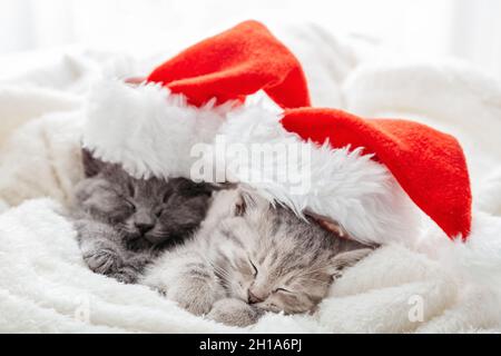 Gatti tabby grigio di Natale. Coppia di gattini di Capodanno che abbracciano e dormono. Natale Kittens in ritratto cappello babbo natale avvolto in morbido morbido soffice Foto Stock