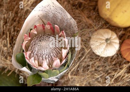 Primo piano di un fiore protea su sfondo sfocato. Foto Stock