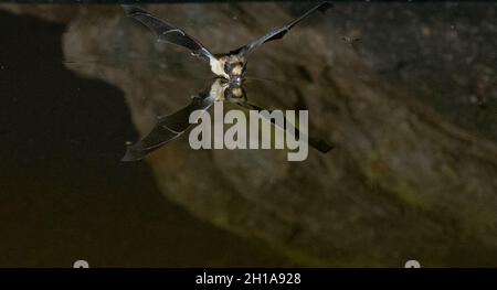 Bat, Marana, vicino a Tucson, Arizona. Foto Stock