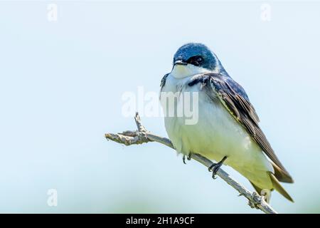 Albero Swallow, Tachycineta bicolore, George C. Reifel migratorio Bird Sanctuary, Delta, British Columbia, Canada Foto Stock