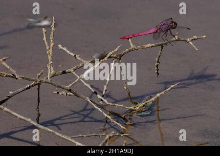 Le libellule vengono in molti colori differenti come visto ad una recente uscita ad una riserva ripariana Foto Stock