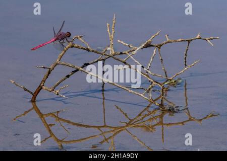 Le libellule vengono in molti colori differenti come visto ad una recente uscita ad una riserva ripariana Foto Stock