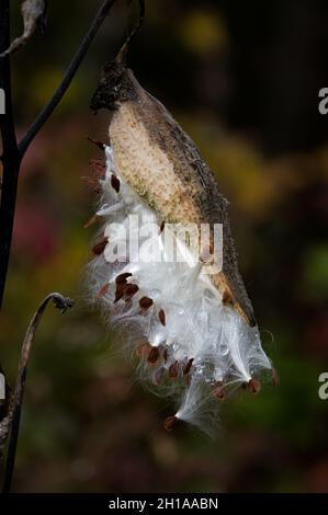 Un comune munghie, Asclepias siriaca, semi cialda, o follicolo, che esplode aperto per diffondere semi sul vento nelle montagne Adirondack, NY Foto Stock