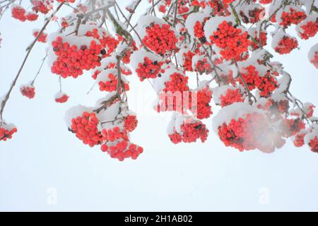 Bacche rosse di Rowan nella neve.bacche rosse nella neve nel giardino d'inverno.cespuglio di Rowan.sfondo d'inverno in bianco e rosso Foto Stock