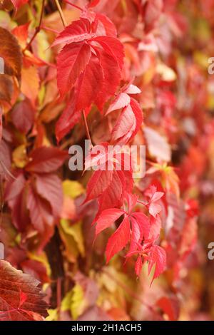 Autunno - foglie rosse, gialle, arancioni, verdi su Virginia superriduttore. Primo piano Foto Stock