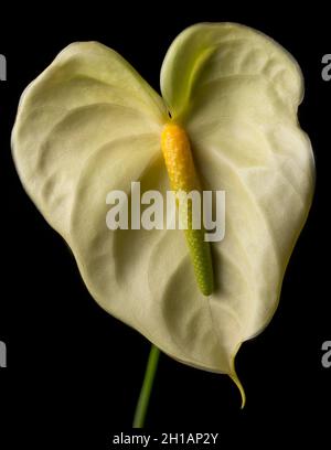 fiore di anterhurium, conosciuto anche come tail flower, flamingo e laceleaf, fiore pieno di colore giallo con spadix arancione e verde isolato su sfondo nero Foto Stock