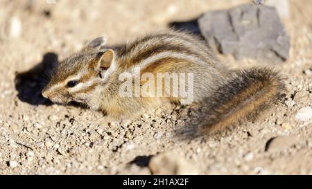 Scoiattolo dorato, Juvenile. Nevada County, California, USA. Foto Stock