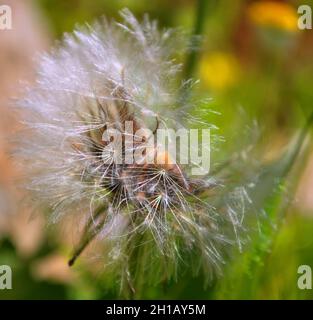 Una testa di fiore di dente di leone composta da numerosi piccoli fiori (parte superiore) Foto Stock