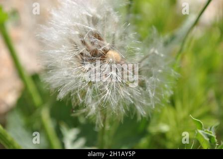 Una testa di fiore di dente di leone composta da numerosi piccoli fiori (parte superiore) Foto Stock