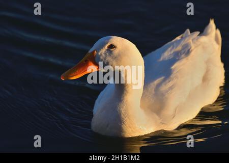 American White Pekin - Anas platyrhynchos Foto Stock