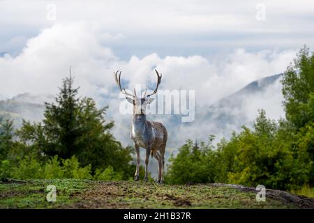 Ravvicinato cervo su sfondo di montagna con nuvole in montagna Foto Stock