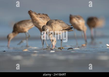 marbled godwit (Limosa fedoa) perdendo cibo su una spiaggia della costa occidentale a Point Reyes National Seashore nella contea di Marin, California. Foto Stock