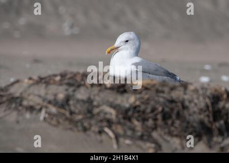 Gabbiano occidentale (Larus occidentalis) in Point Reyes National Seashore, California. Foto Stock