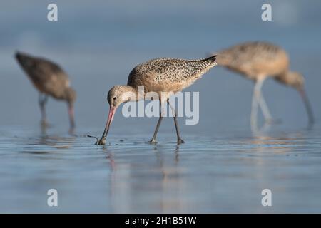 marbled godwit (Limosa fedoa) perdendo cibo su una spiaggia della costa occidentale a Point Reyes National Seashore nella contea di Marin, California. Foto Stock