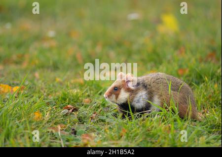 Un criceto europeo in un prato in cerca di cibo, nel cimitero Meidling di Vienna (Austria) Foto Stock