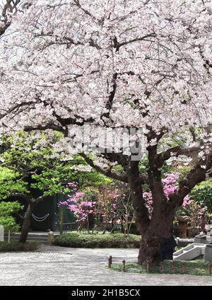 Albero sakura in fiore in giardino vicino al tempio di Hasedera (Hase-dera), Kamakura, Prefettura di Kanagawa, Giappone. Festa giapponese hanami quando la gente gode di s. Foto Stock