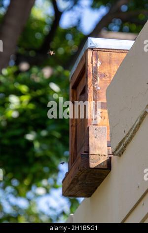 Una catchbox per inghiottire le api africane del miele in cima al tetto di una casa residenziale Foto Stock