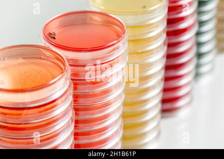 Capsule di Petri rosse e gialle impilate in laboratori di microbiologia sullo sfondo del laboratorio di batteriologia. Foto Stock