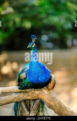 Un bel pavone sul ramo. Foto Stock