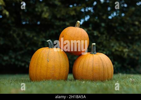 Tre Pumpkins arancioni sul prato nel giardino. Cucurbita Pepe coltivato all'aperto. Foto Stock