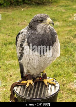 una buzzard dallo spettacolo di volo a saarburg. Questo è un uccello giovane. Foto Stock