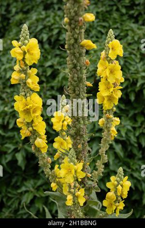 Fiori gialli del mullein di denseflower, Verbascum densiflorum Bertol. Nella famiglia: Scrophulariaceae. Foto Stock