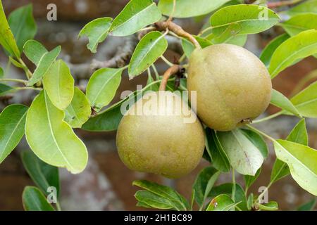 Pera 'Beurre d'Arenberg'. Pera da dessert. Pyrus communis 'Beurre d'Arenberg'. Frutta matura su un albero espaliered, fine estate Foto Stock