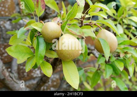 Pera 'Beurre d'Arenberg'. Pera da dessert. Pyrus communis 'Beurre d'Arenberg'. Frutta matura su un albero espaliered, fine estate Foto Stock