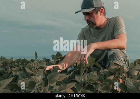 Grave agricoltore agronomo preoccupato che esamina lo sviluppo di colture di soia verdi in campo di piantagione, fuoco selettivo Foto Stock