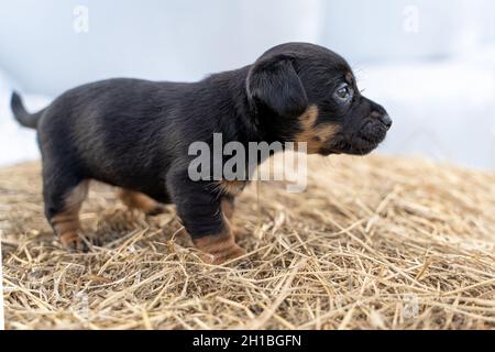 Il marrone Jack Russell di un mese si erge su un fieno. Fuori per la prima volta, temi animali, fuoco selettivo, sfocatura Foto Stock