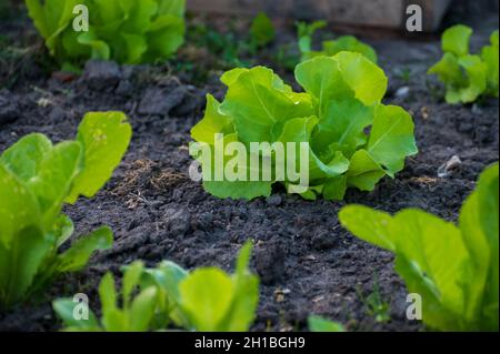 Agricoltura ecologica nei Paesi Bassi, piantagioni di giovani piante di lattuga verde salata, cibo biologico sano dal proprio giardino Foto Stock