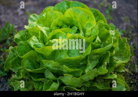 Agricoltura ecologica nei Paesi Bassi, piantagioni di giovani piante di lattuga verde salata, cibo biologico sano dal proprio giardino Foto Stock